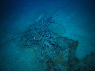 Mainmast aerials tangled on seabed